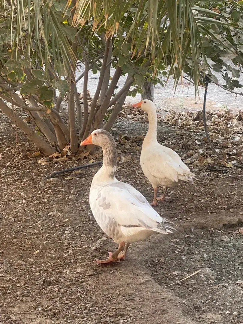 دوعددغازنرچشم ابی|حیوانات مزرعه|توکهور, |دیوار