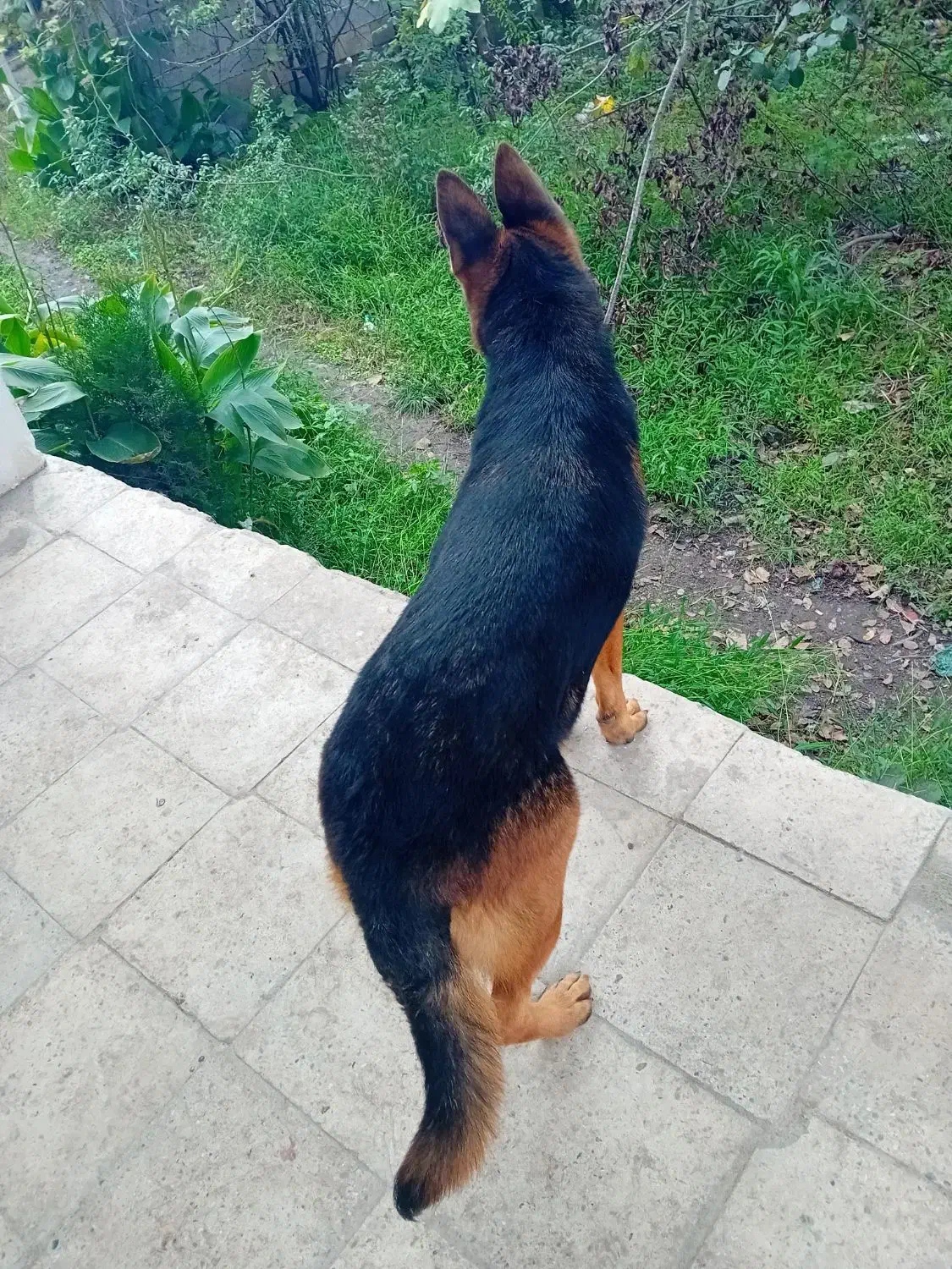 ماده ژرمن کلاسیک|سگ|رشت, حومه رشت|دیوار