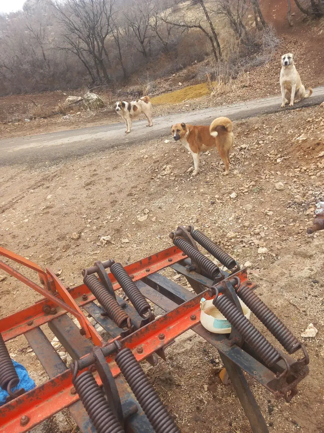 سگ گله ای بسیار زرنگ زنجیری قرمز|سگ|گهواره, |دیوار