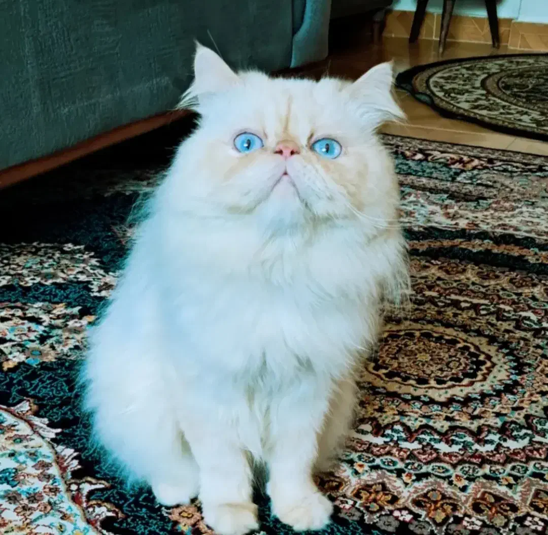 گربه|گربه|بندر انزلی, پردیس|دیوار