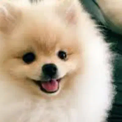 واگذاری سگ را بر عهده میگیرم|سگ|مسجد سلیمان, |دیوار