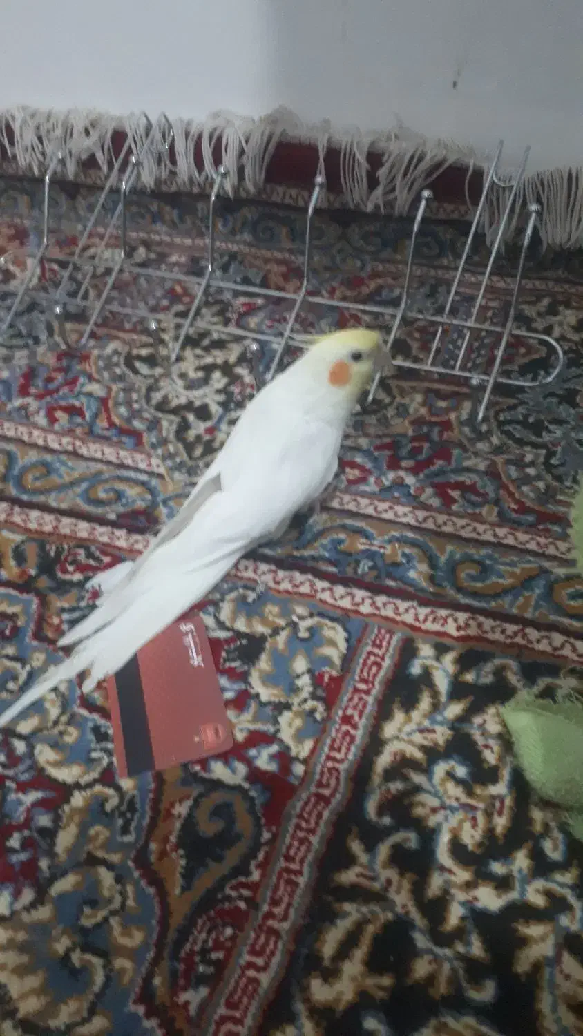 طوطی عروس سخنگو|پرنده|رفسنجان, |دیوار