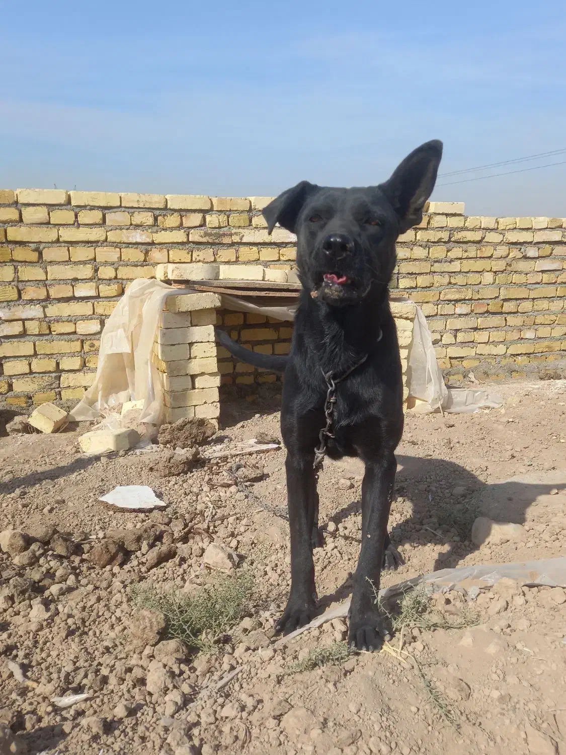 سگ ماده بلک|سگ|جوادآباد, |دیوار