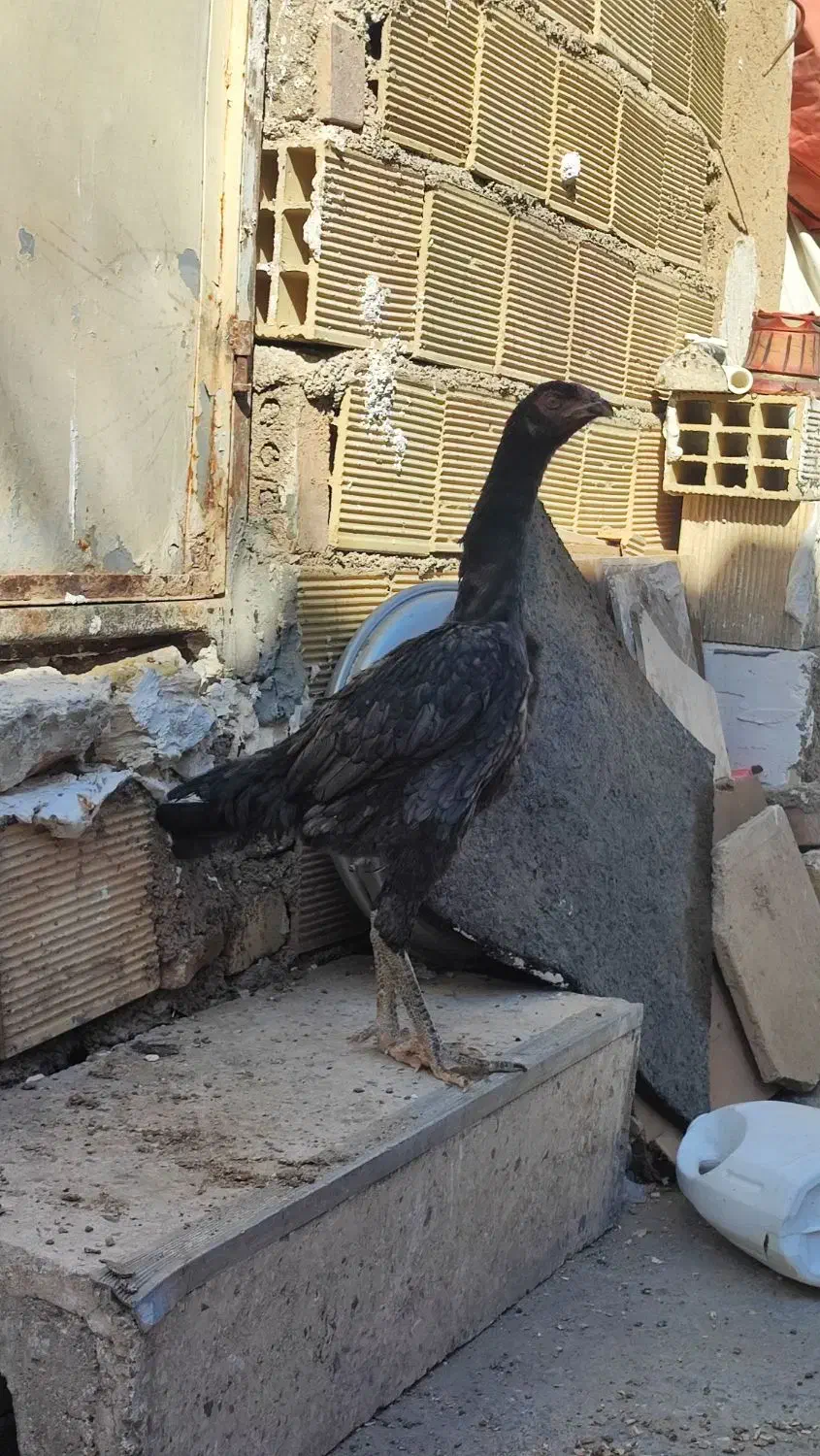 نیمچه اشامو|حیوانات مزرعه|تهران, سازمان آب|دیوار