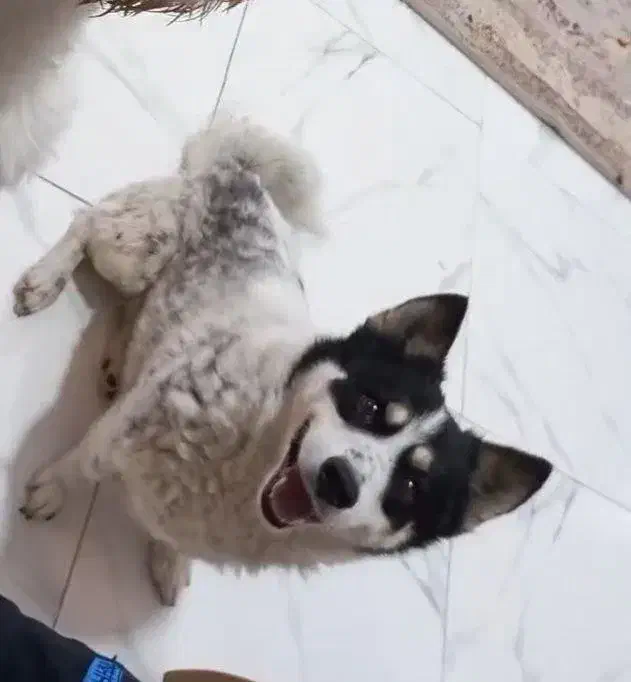 سگ پا کوتاه|سگ|شهریار, شهرک امیریه|دیوار