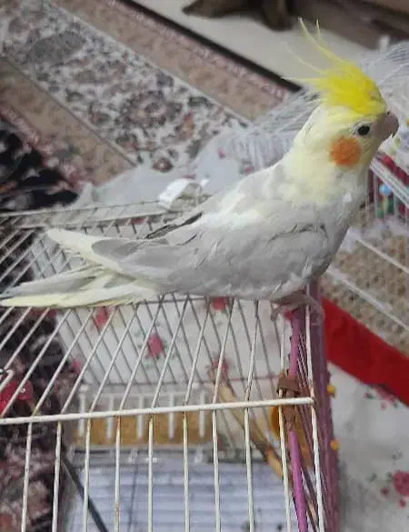 گمشده|حیوانات|اهواز, اسلام آباد شرقی|دیوار