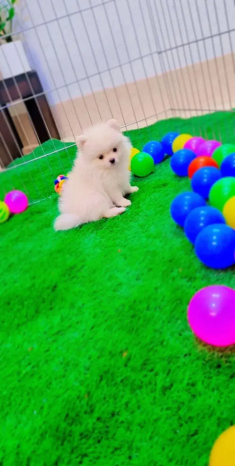 پامرانین خرسی عروسکی|سگ|اصفهان, فرهنگیان|دیوار