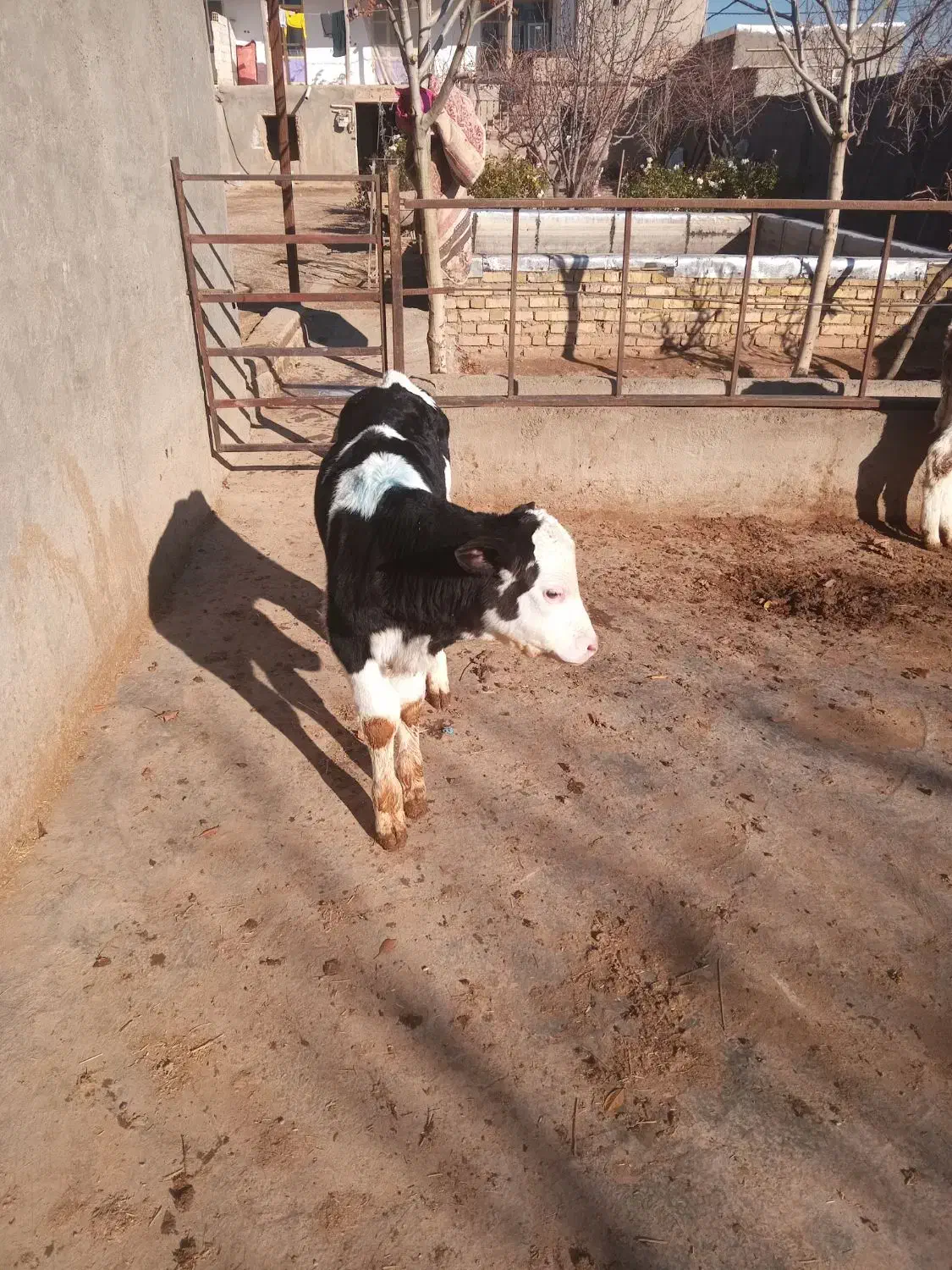 سلام گوساله سیمنتال نر  به فروش می رسد|حیوانات مزرعه|ضیاء آباد, |دیوار