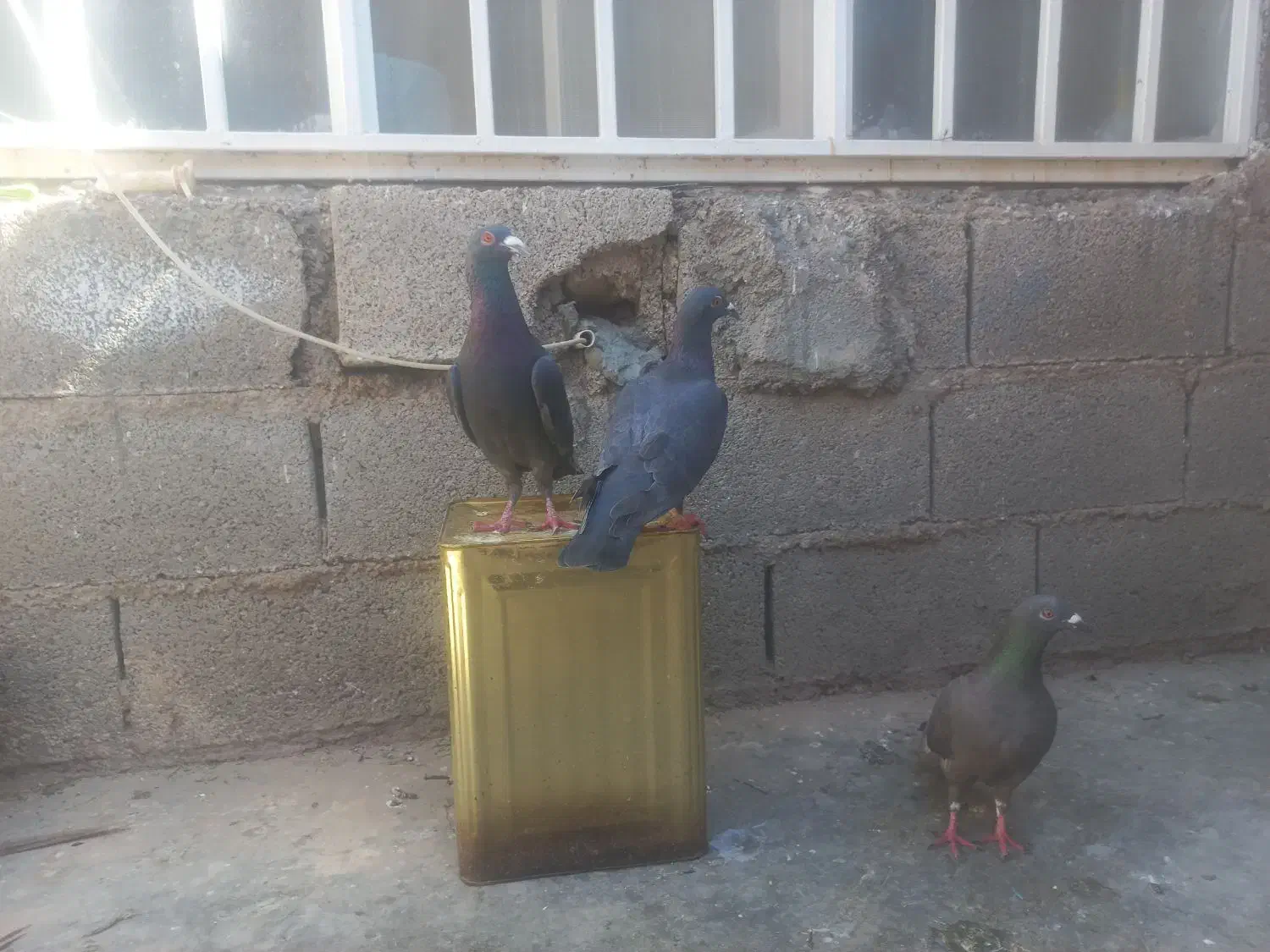 کبوتر|پرنده|مسجد سلیمان, |دیوار