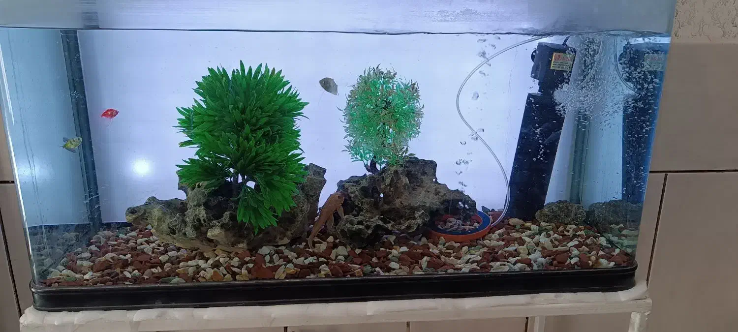 آکواریم|ماهی|سیرجان, |دیوار