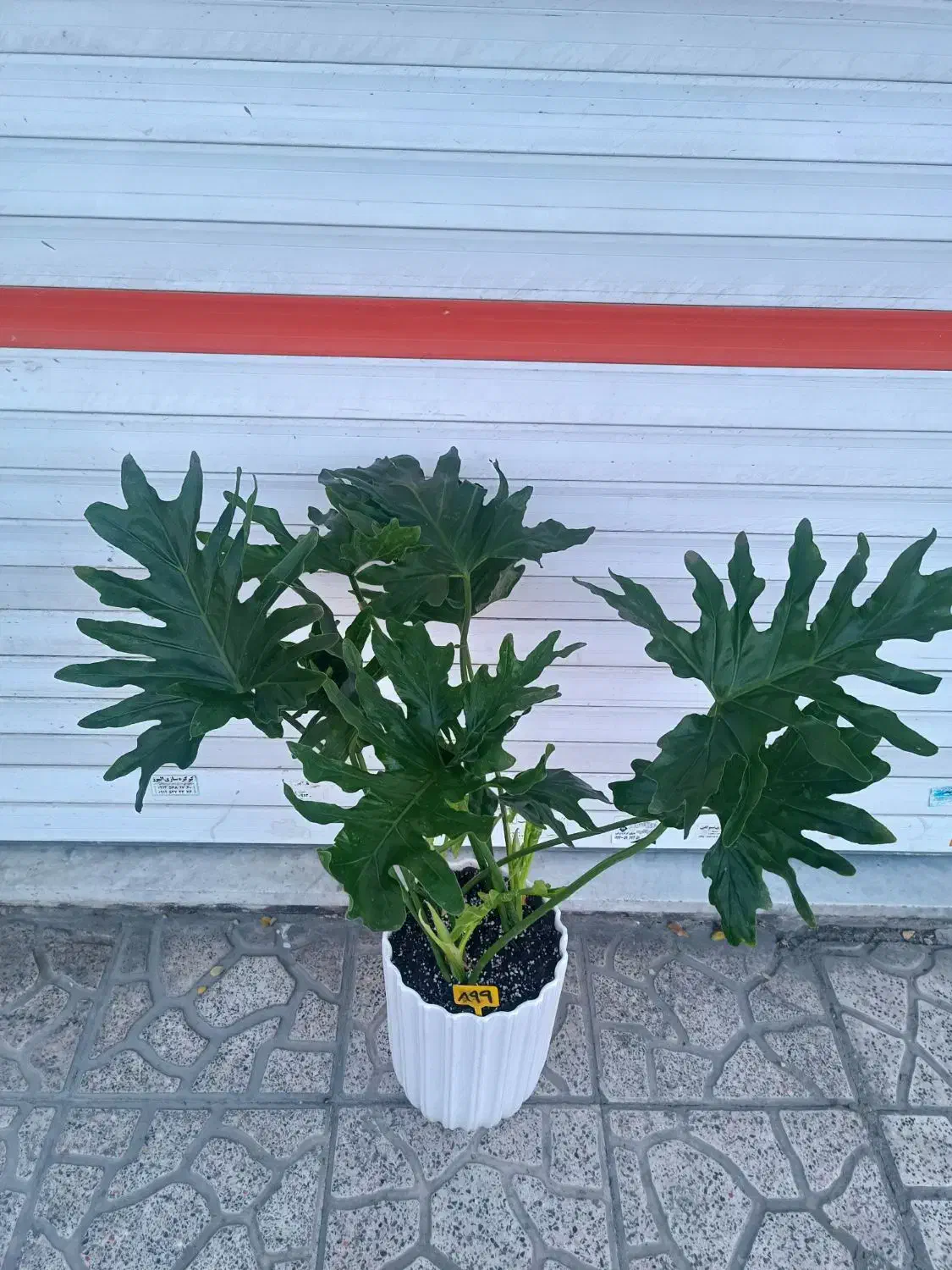 گل برگ انجیری فر|گل و گیاه طبیعی|کرج, گلشهر|دیوار