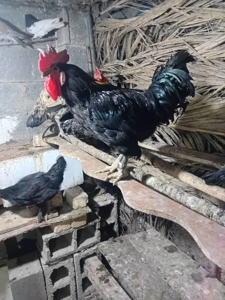 مرغ و خروس محلی اصل کازرون|حیوانات مزرعه|کازرون, |دیوار