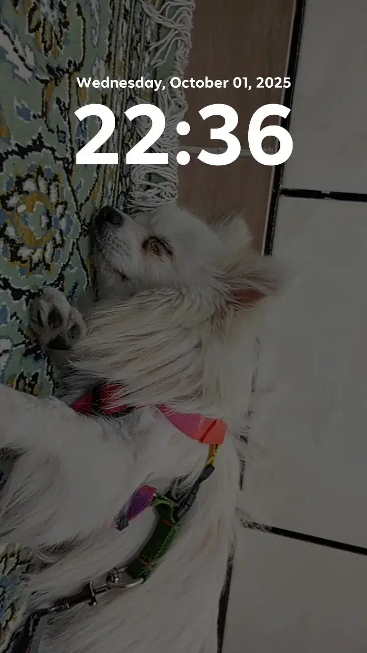 پامر بازیگوش|سگ|محلات, |دیوار