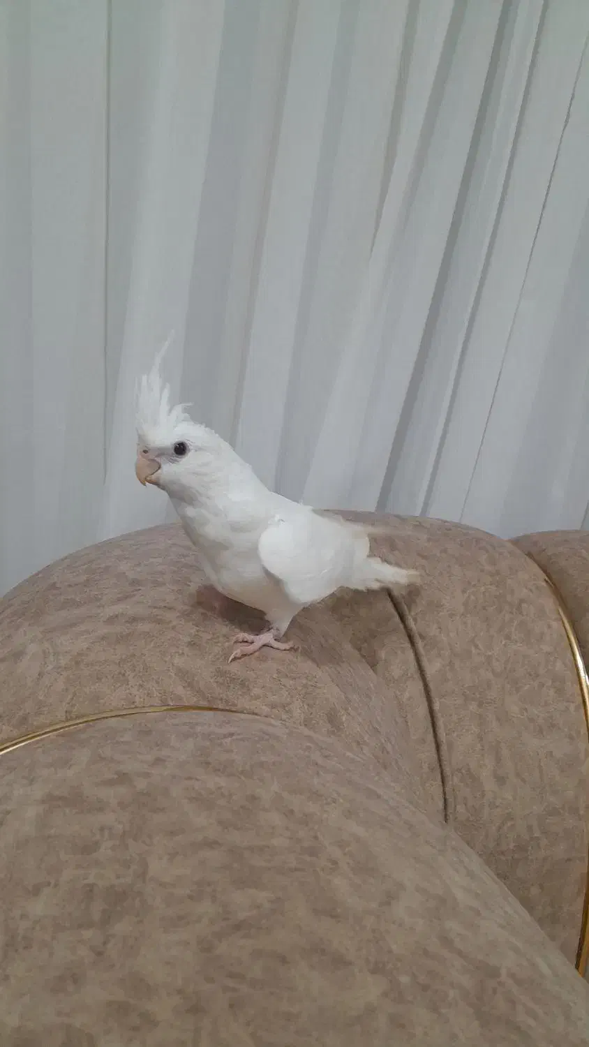 عروس هلندی|پرنده|رحیمآباد, |دیوار