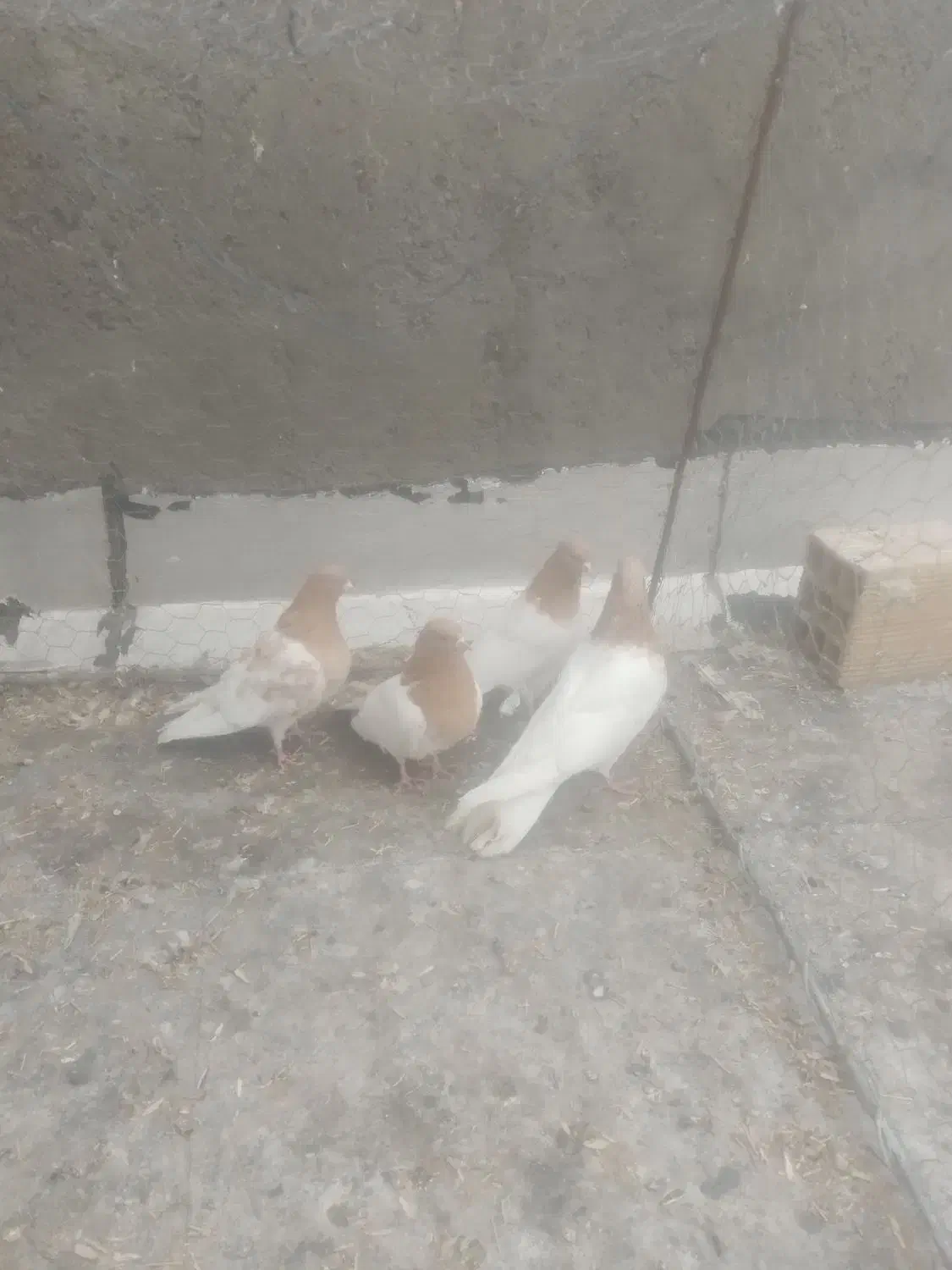 کبوتر|پرنده|میانه, |دیوار