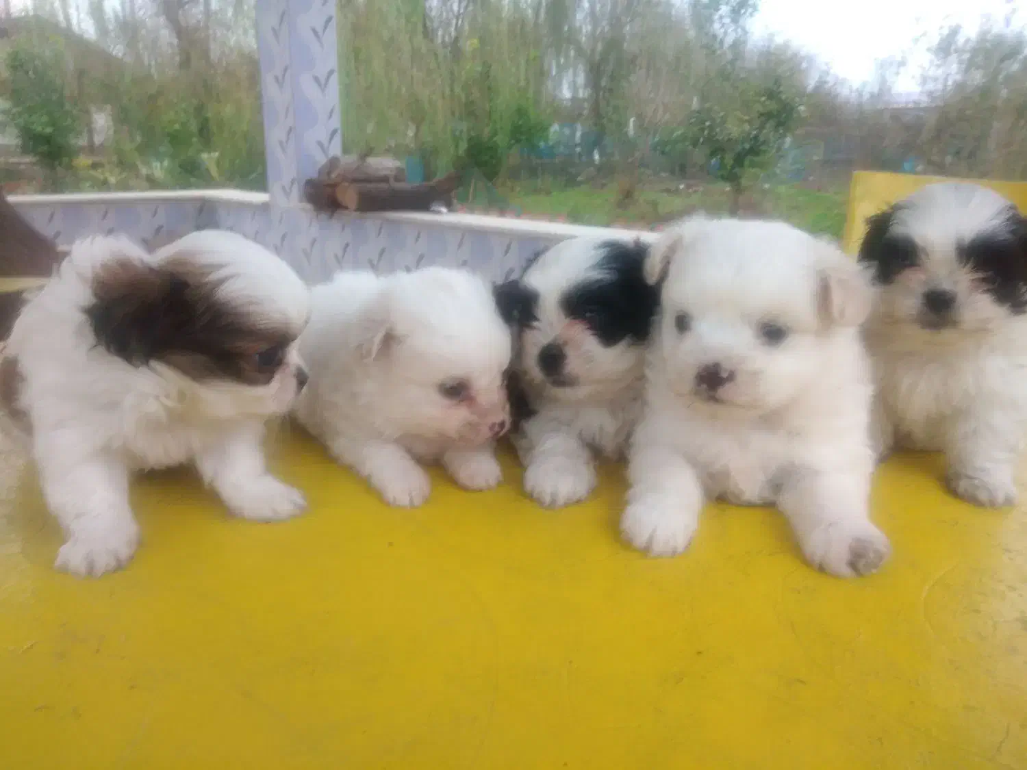 هاپوهای عروسکی ناز.|سگ|سنگر, |دیوار