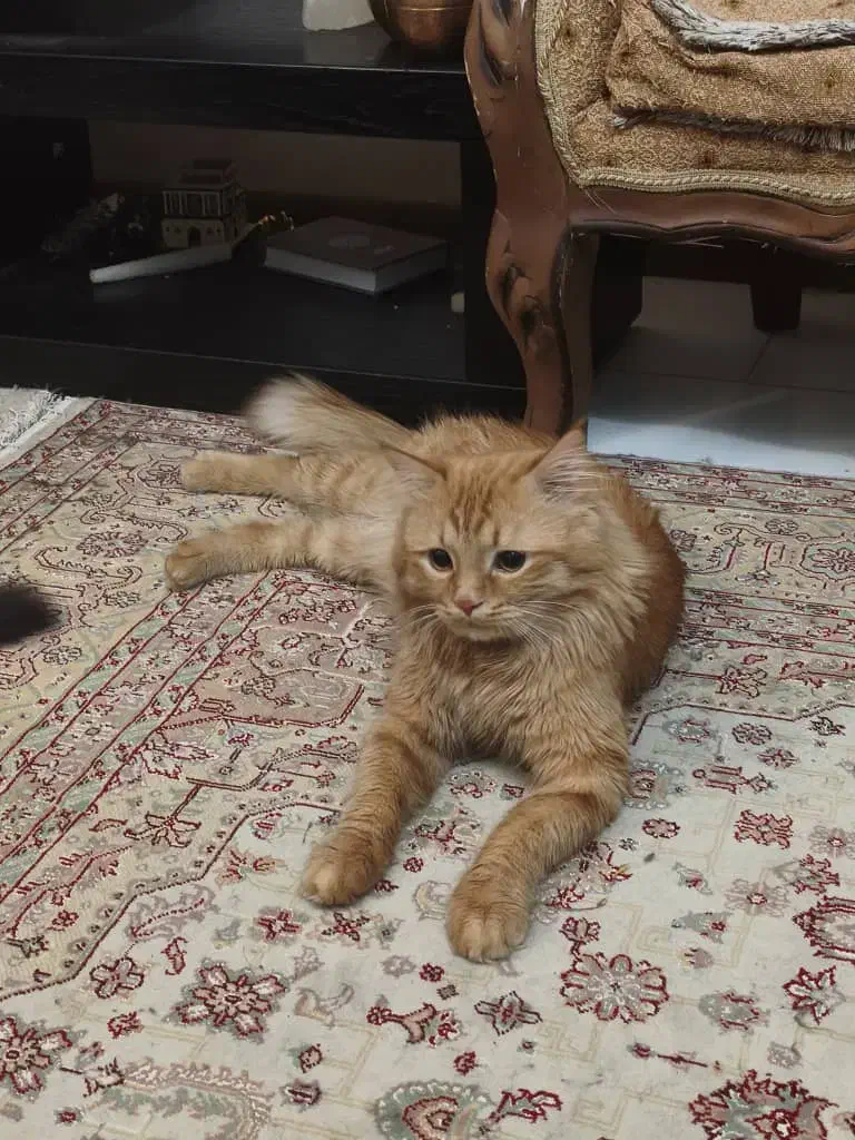 ۳عددگربه هیمالین|گربه|ارومیه, |دیوار