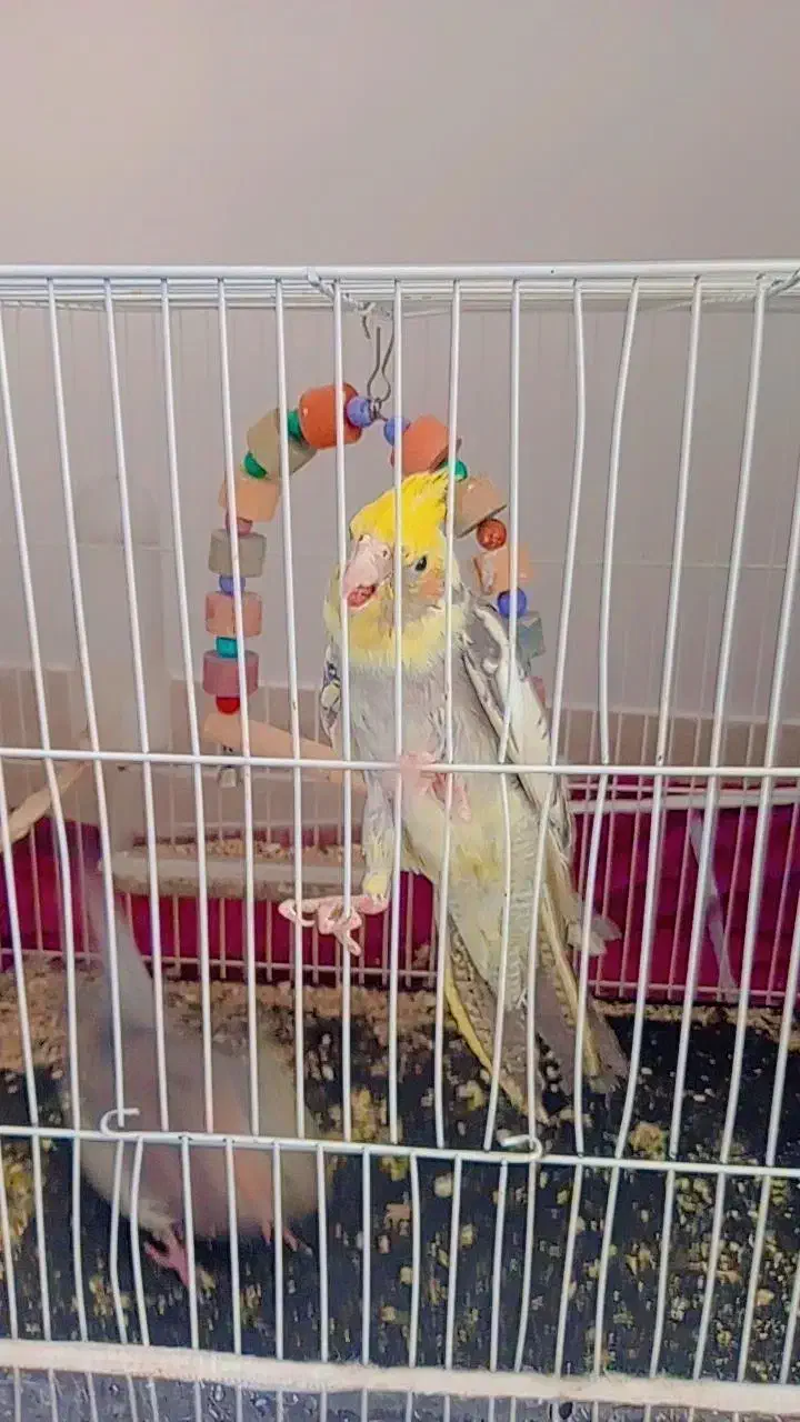 عروس هلندی سخنگو دستی|پرنده|زبرخان, |دیوار