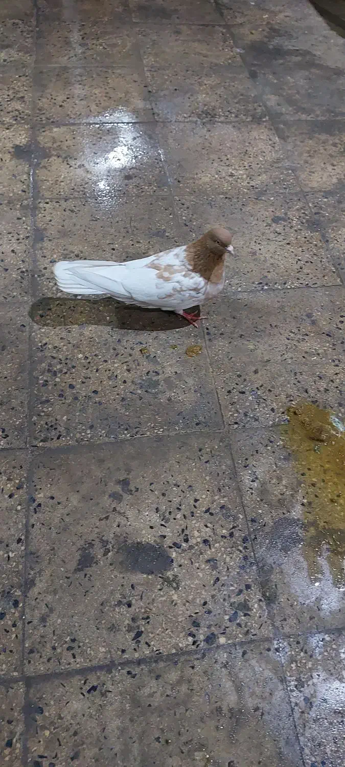 کله داروتیکه پاره|پرنده|رباط‌کریم, وهن آباد|دیوار