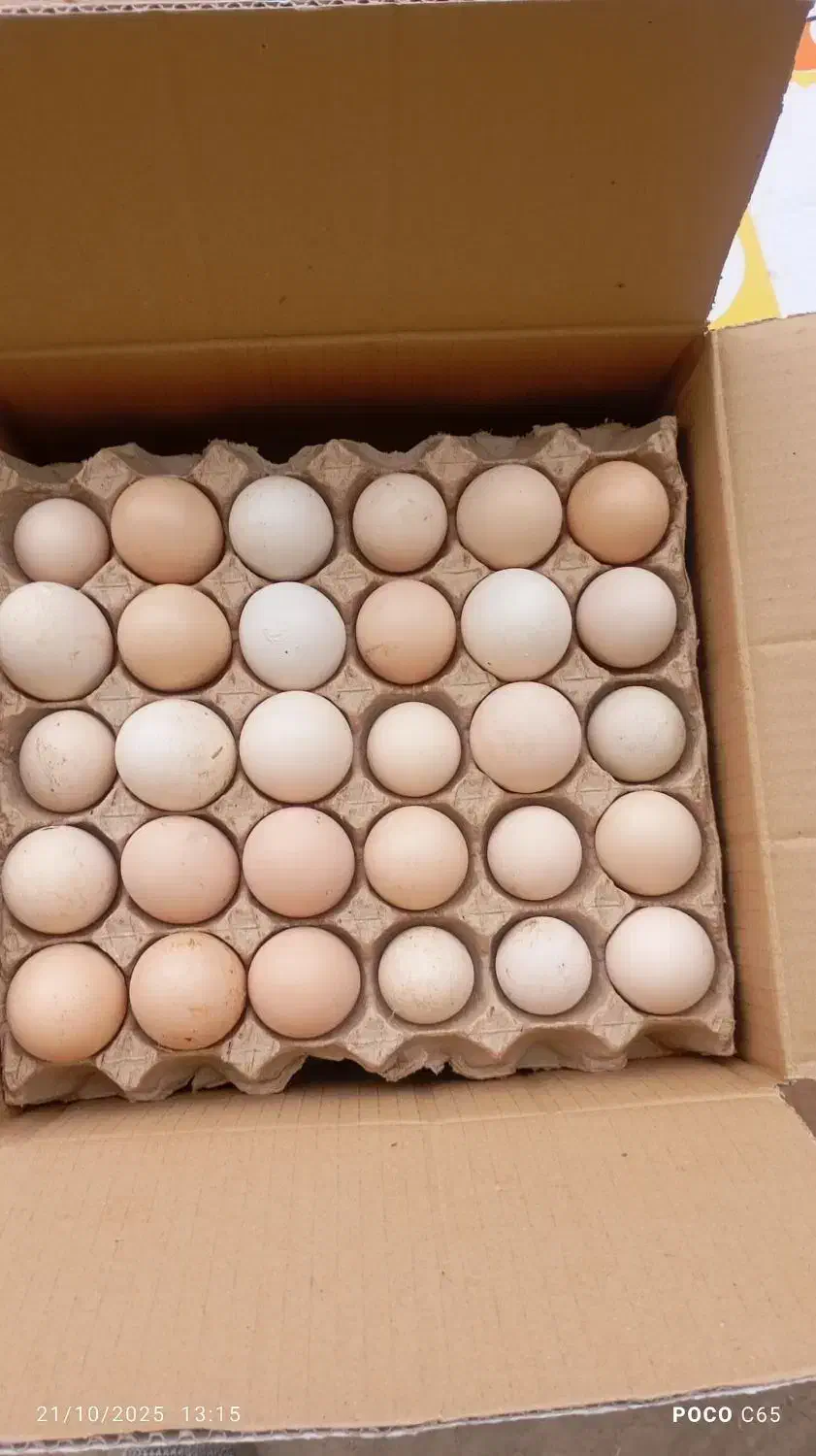 فروش تخم مرغ محلی|خوردنی و آشامیدنی|قائم‌شهر, |دیوار