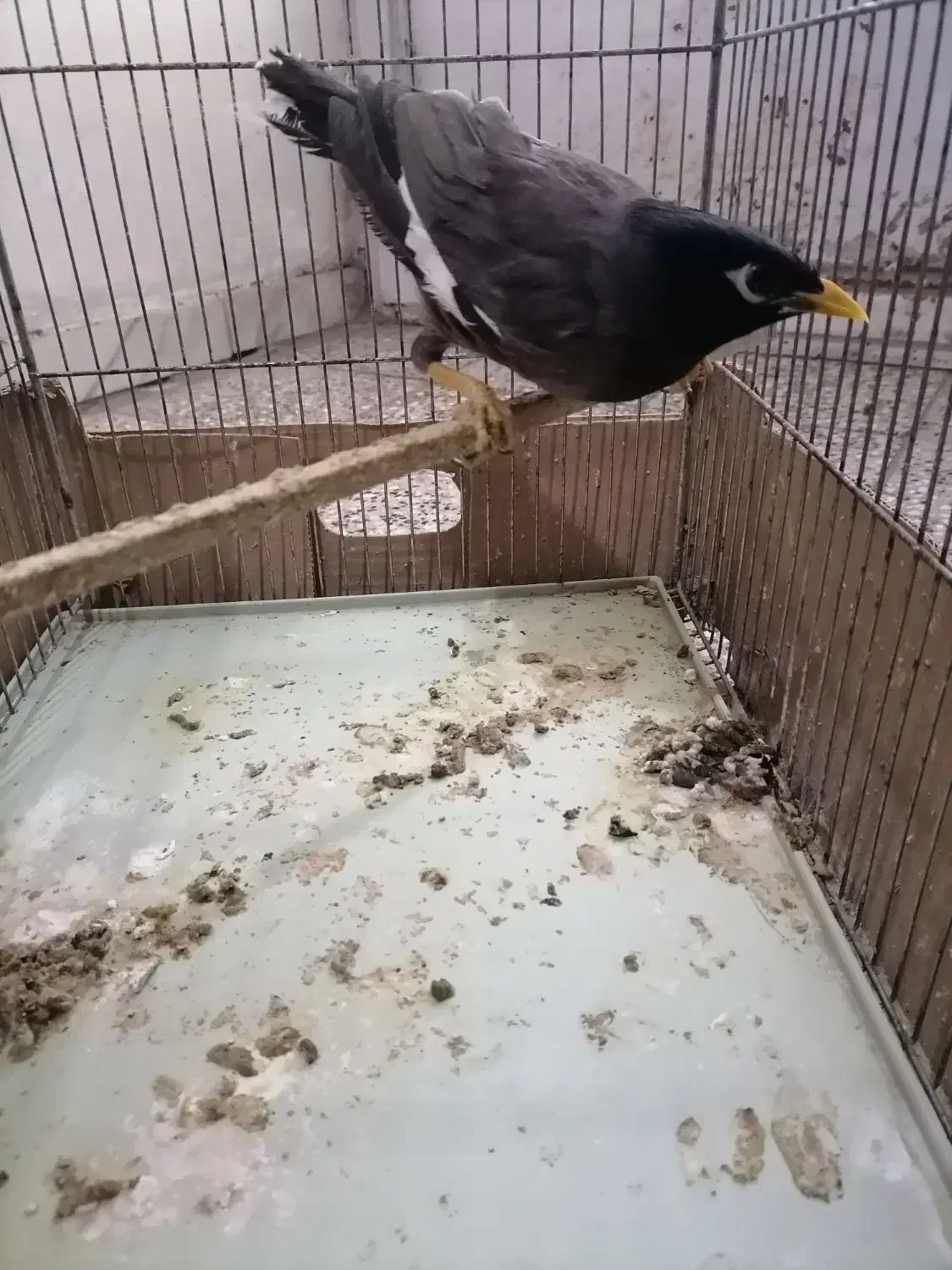 مینا با قفس|پرنده|شاهرود, |دیوار