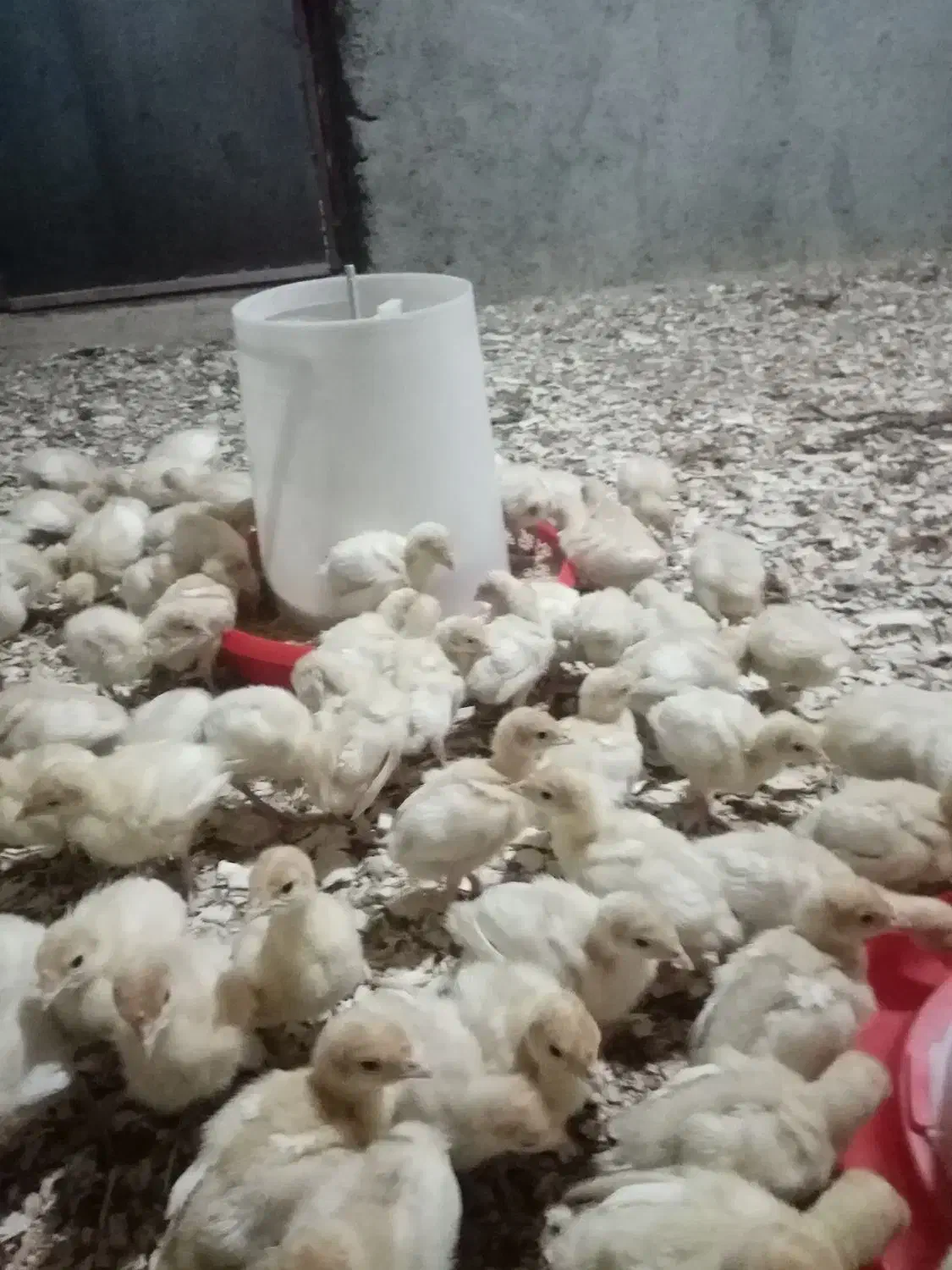 فروش جوجه بوقلمون گوشتی بیوتی6 فوق سنگین|حیوانات مزرعه|بسطام, |دیوار