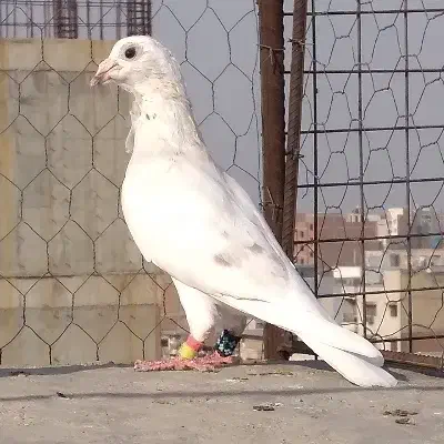 المانی و رنگی و فری|پرنده|گنبد کاووس, |دیوار