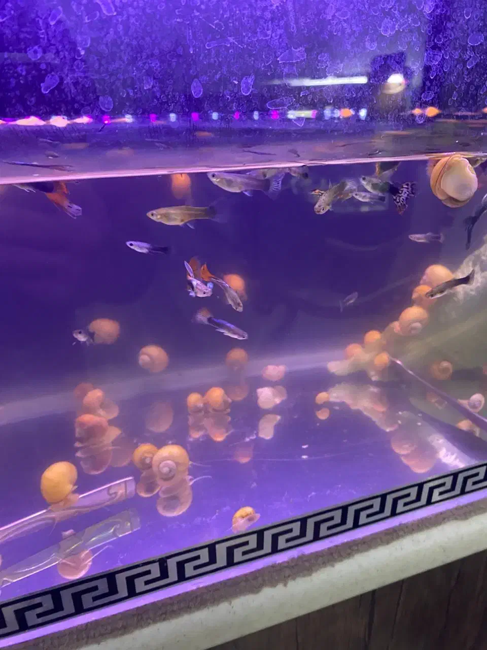 حلزون|ماهی|هشتگرد, فاز ۳ مهستان|دیوار