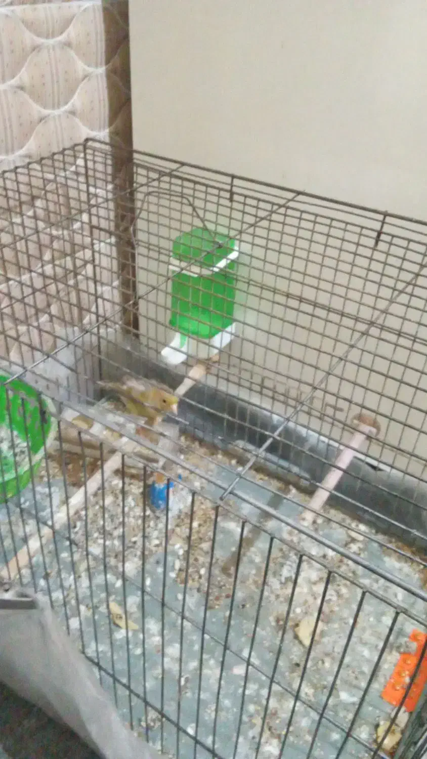 قناری ماده خانگی تمیز|لوازم جانبی حیوانات|کرمان, |دیوار