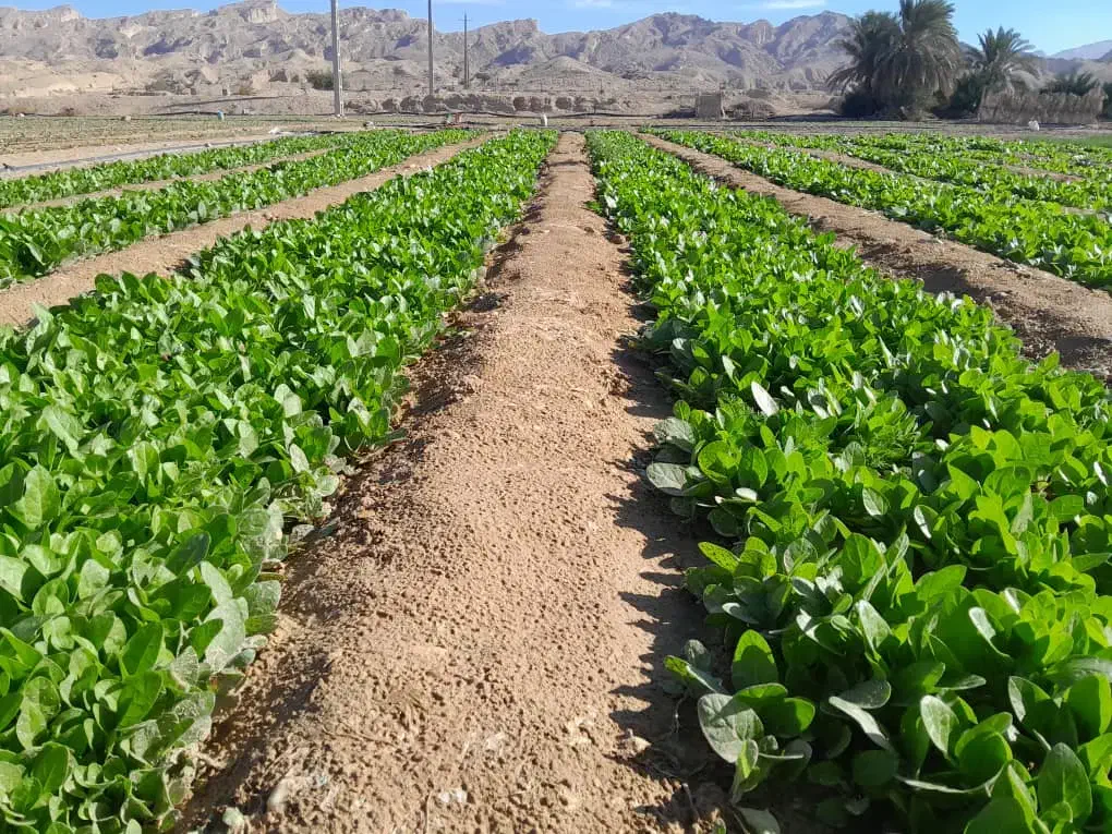 نشا|عمده‌فروشی|کاکی, |دیوار