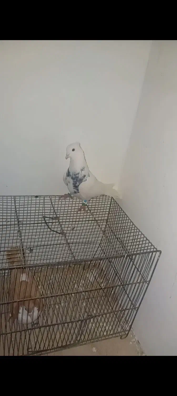 کبوتر دوتا نر|پرنده|بردسکن, |دیوار