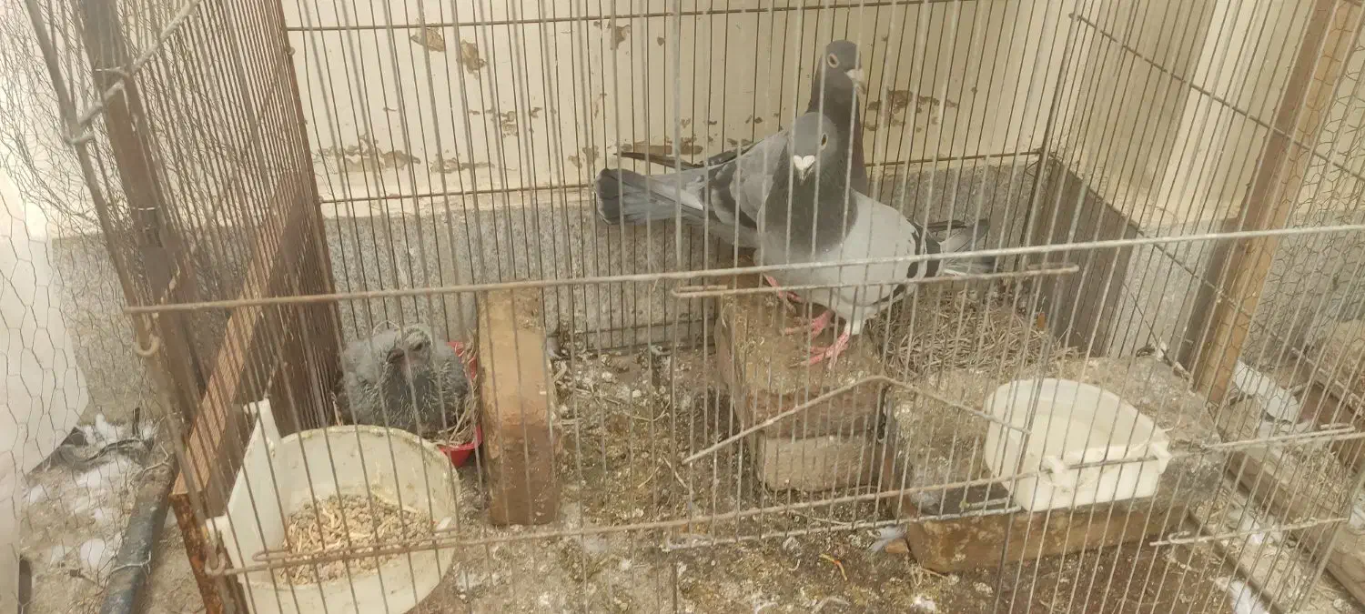 کفتر گمشده|حیوانات|مشهد, ولیعصر (شهرک غرب)|دیوار