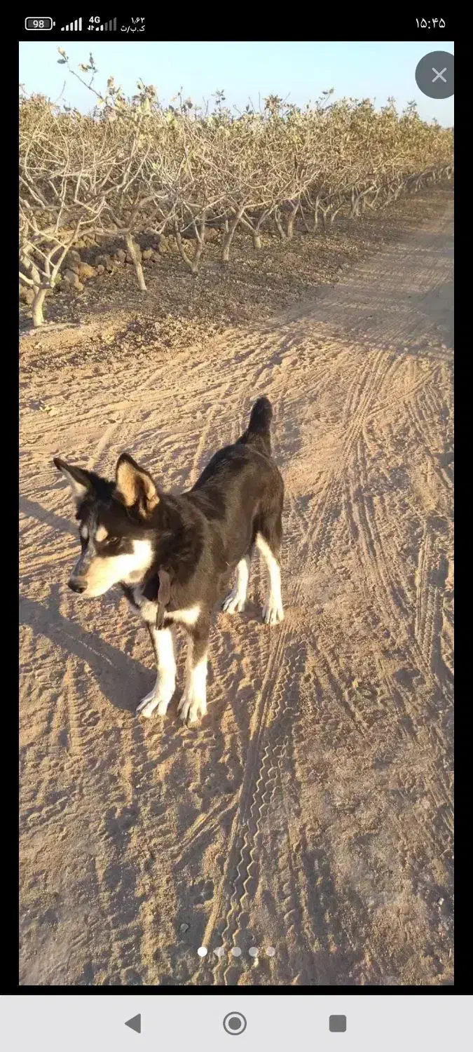 سگ هاسکی نر|سگ|تربت‌حیدریه, حاجی یار‎|دیوار