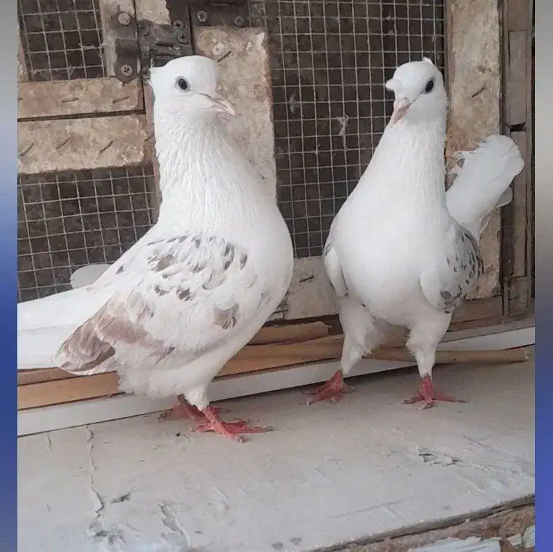 پشت هفترنگ|پرنده|بجنورد, |دیوار