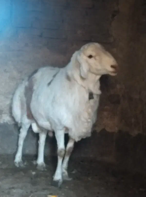 بره قوچ تخمی قیمت مناسب بردسیر|حیوانات مزرعه|کرمان, |دیوار