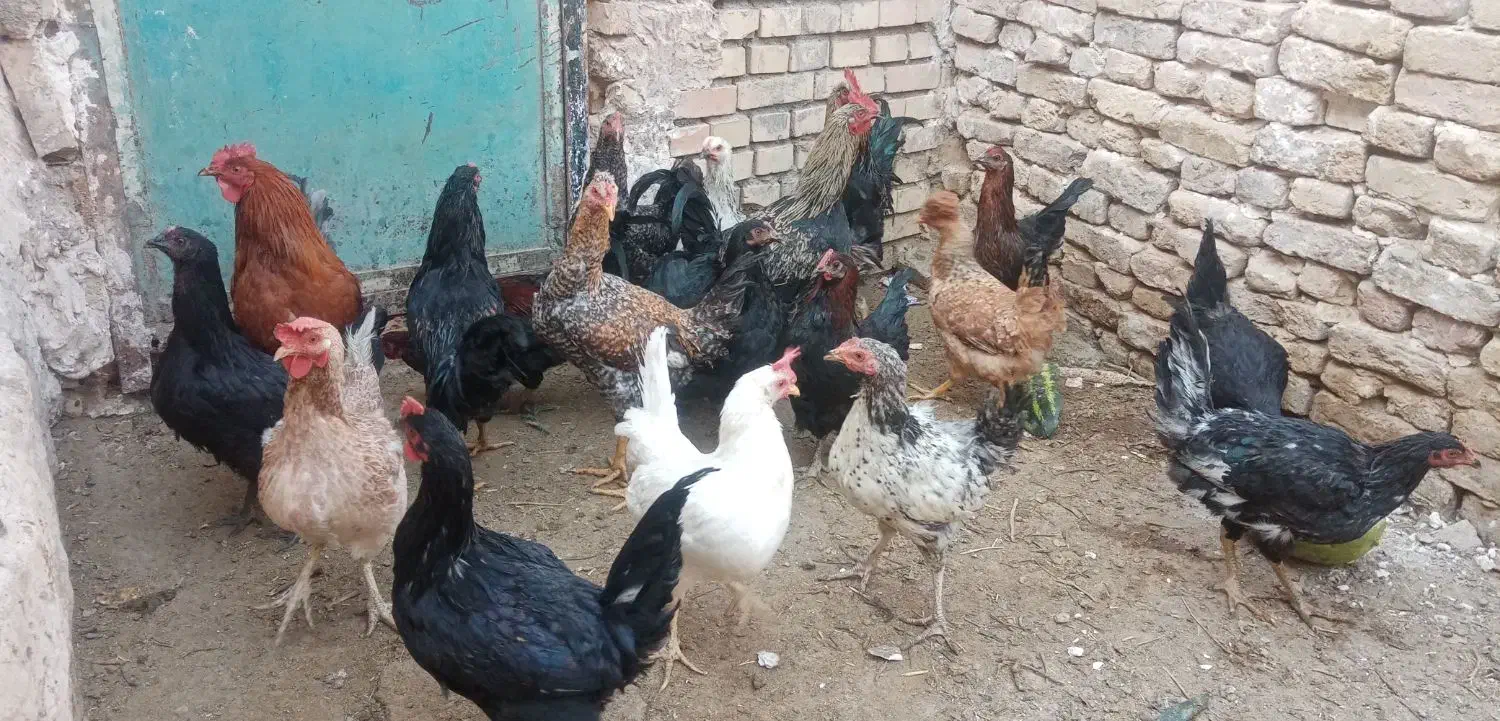 مرغ وخروس|حیوانات مزرعه|فریمان, |دیوار