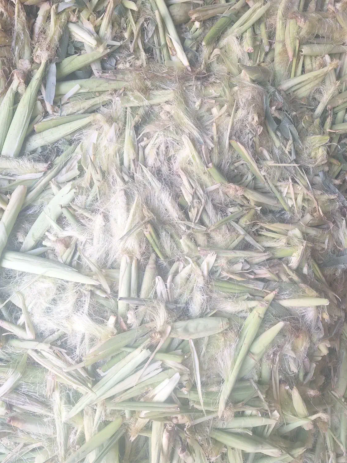 پوست بلال|لوازم جانبی حیوانات|همدان, |دیوار