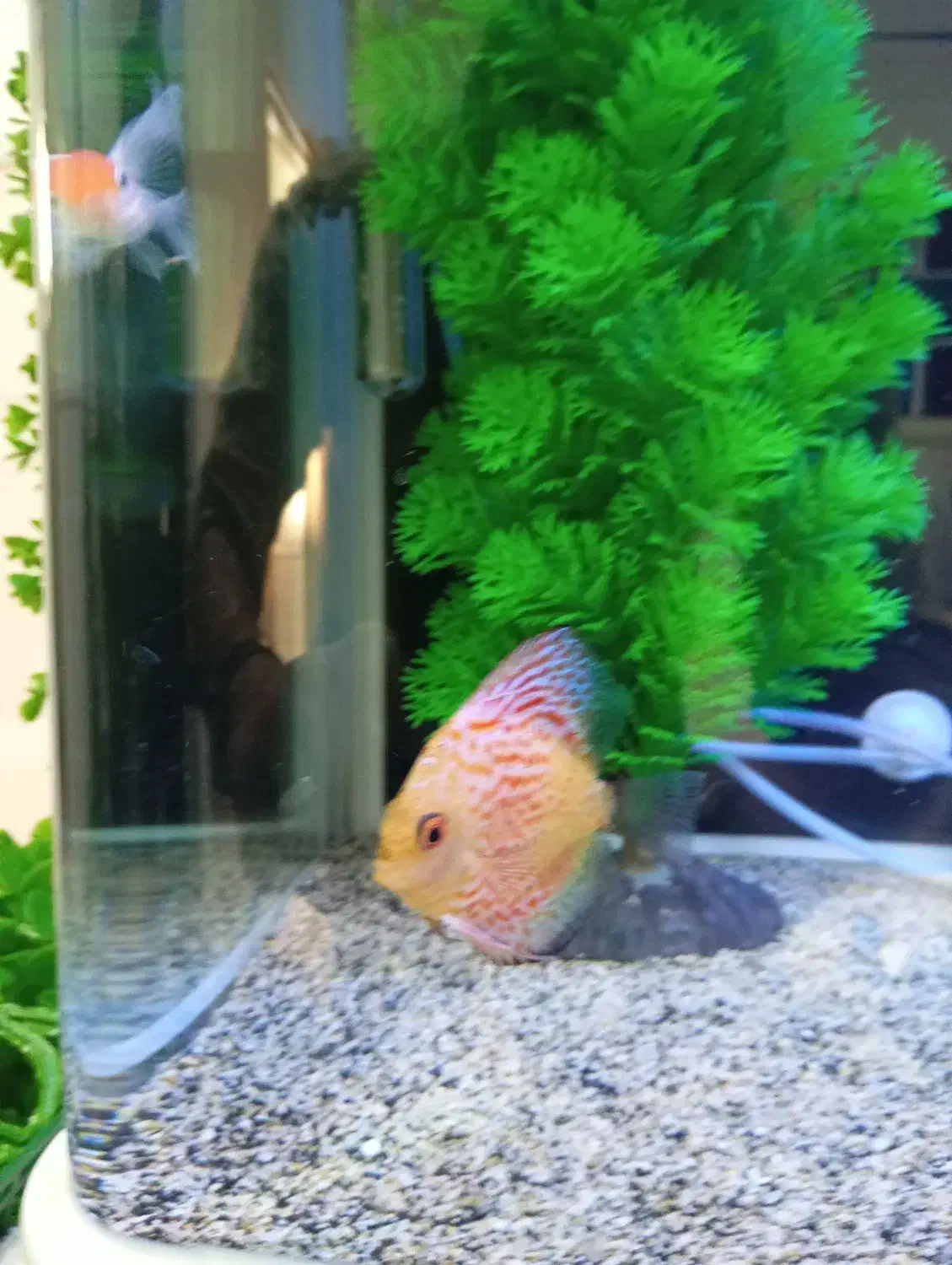 ماهی دیسکس|ماهی|قم, نیروگاه|دیوار