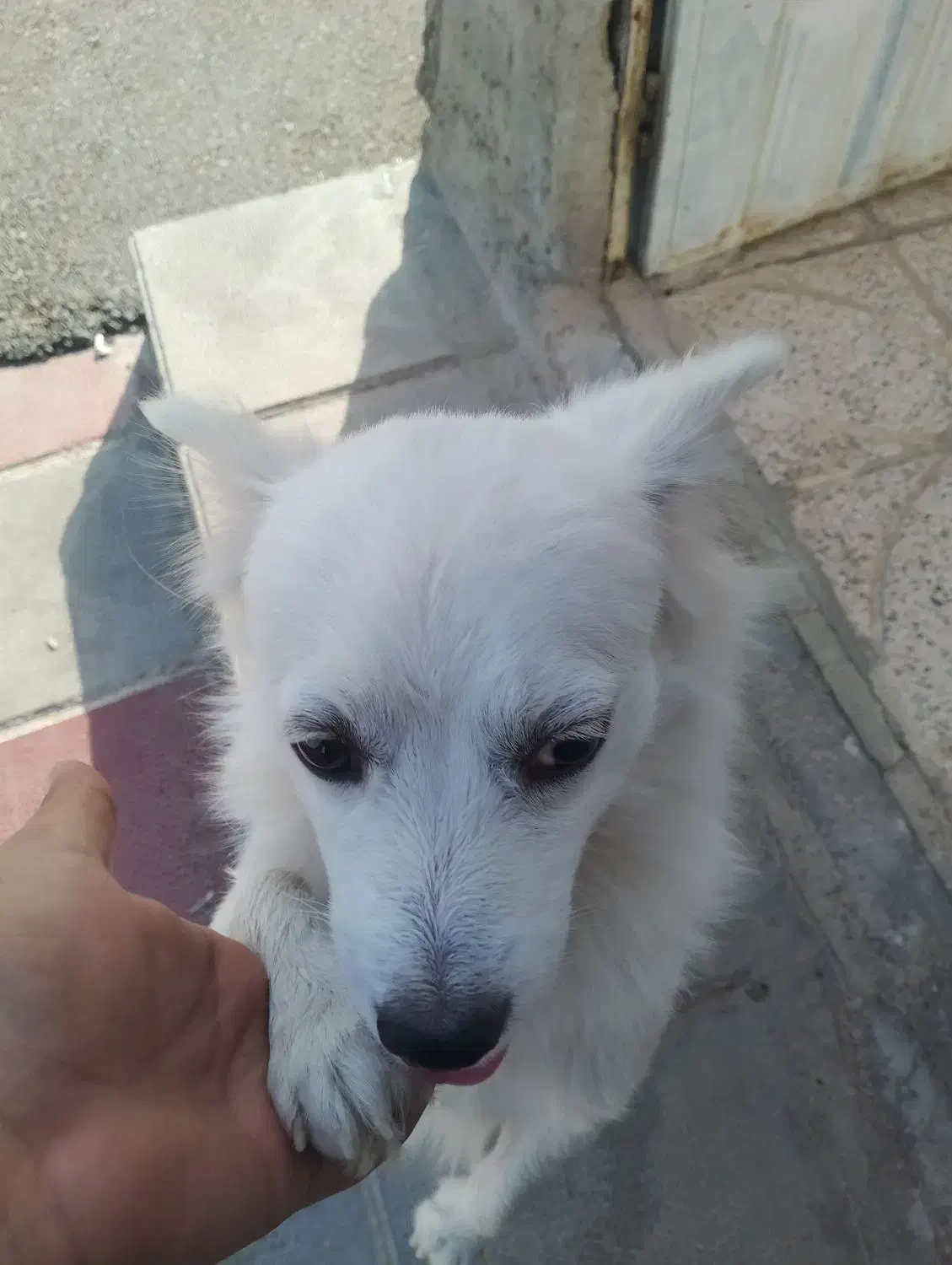 سگ شیتزو مالتیز|سگ|قرچک, محمد آباد|دیوار