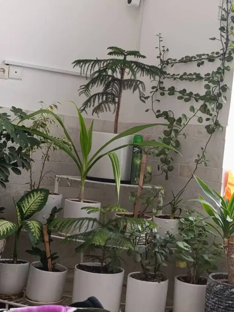 استند یا پایه گلدان|گل و گیاه طبیعی|سیرجان, |دیوار