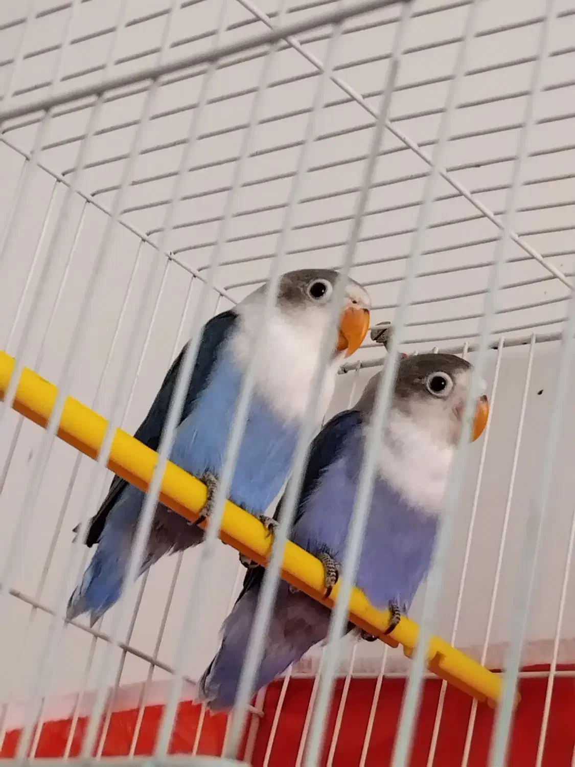 یک جفت کوتوله آبی کاربنی|پرنده|فردوس (خراسان), |دیوار