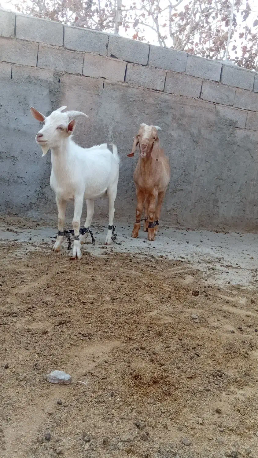 بزسانن بزغاله اصل|حیوانات مزرعه|خواف, |دیوار