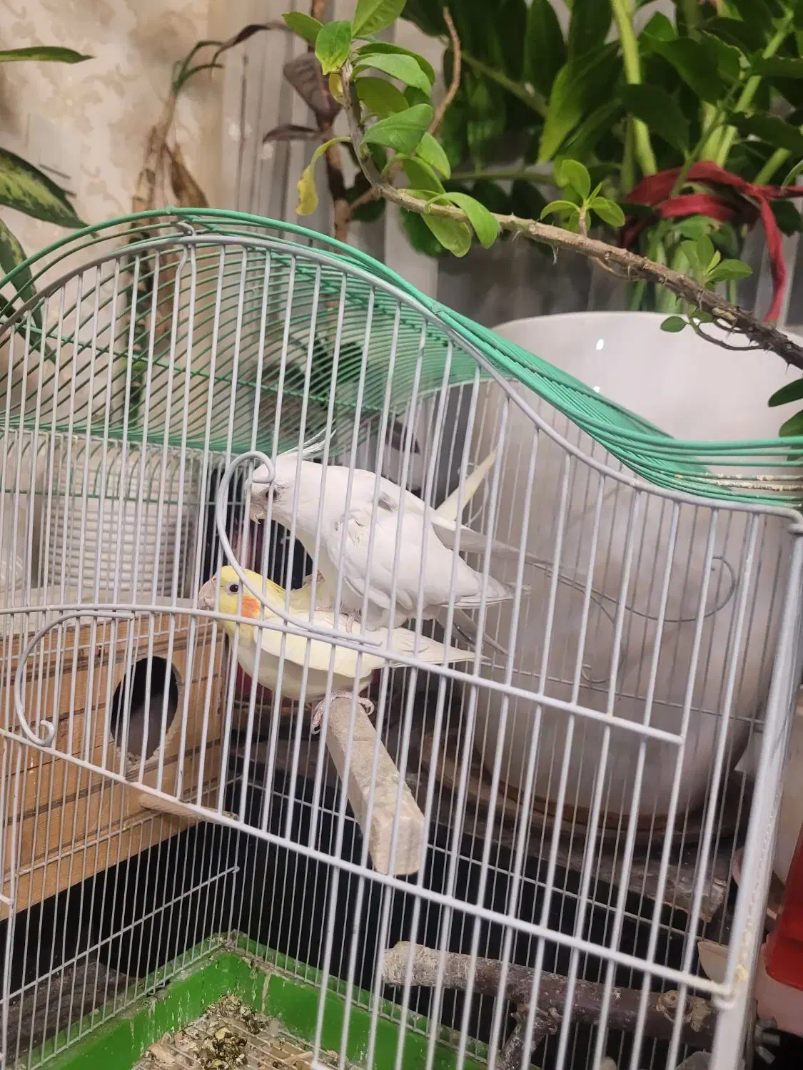 عروس هلندی تک خال|پرنده|تهران, سازمان برنامه جنوبی|دیوار