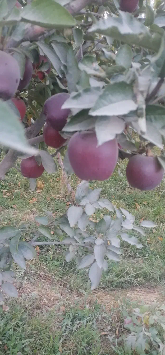 باغبانی،هرس،سمپاشی و اجاره محصولات کشاورزی|خدمات باغبانی و درختکاری|ارومیه, |دیوار