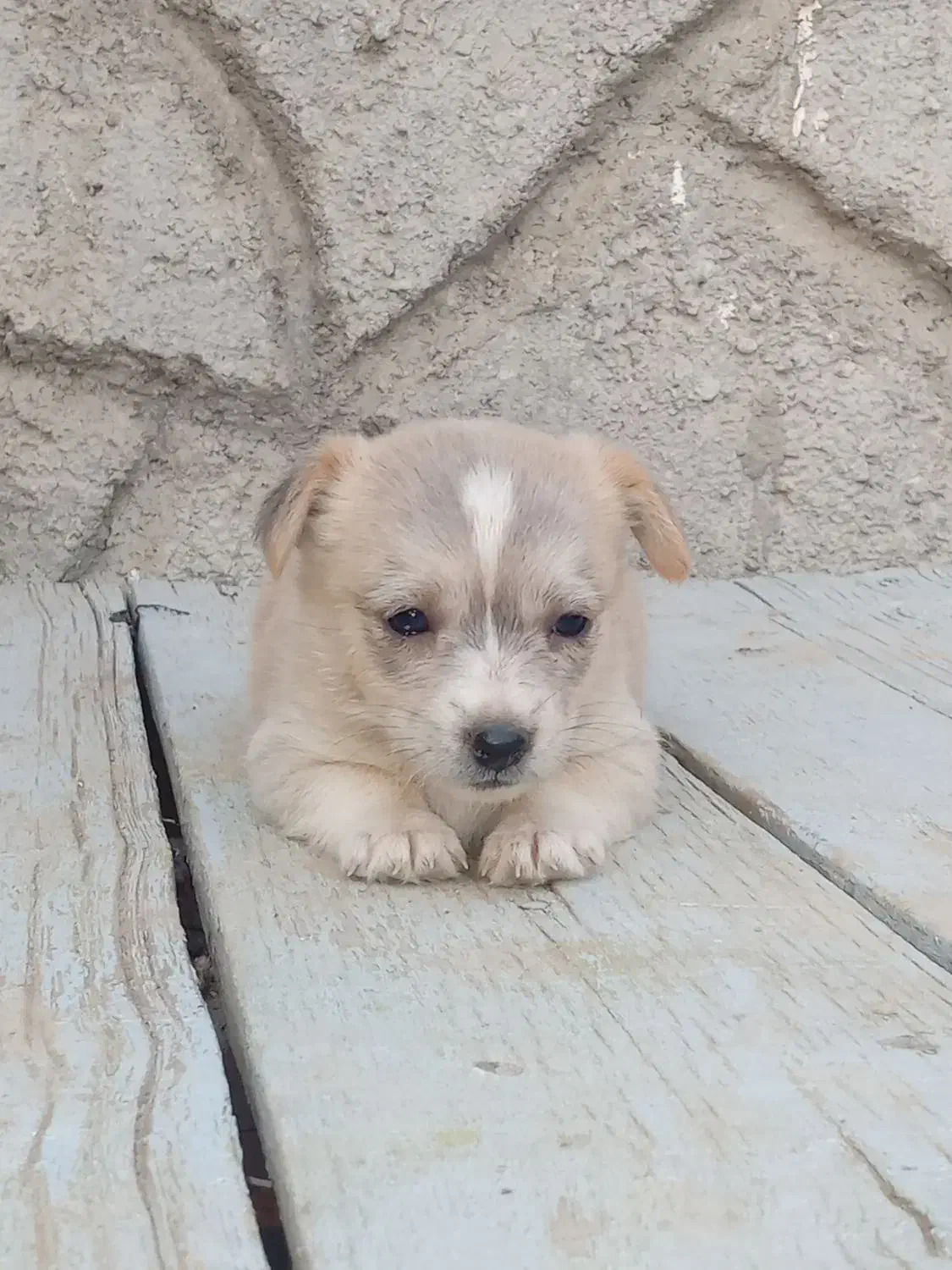 واگزاری پامر اشپیتز|سگ|تبریز, |دیوار