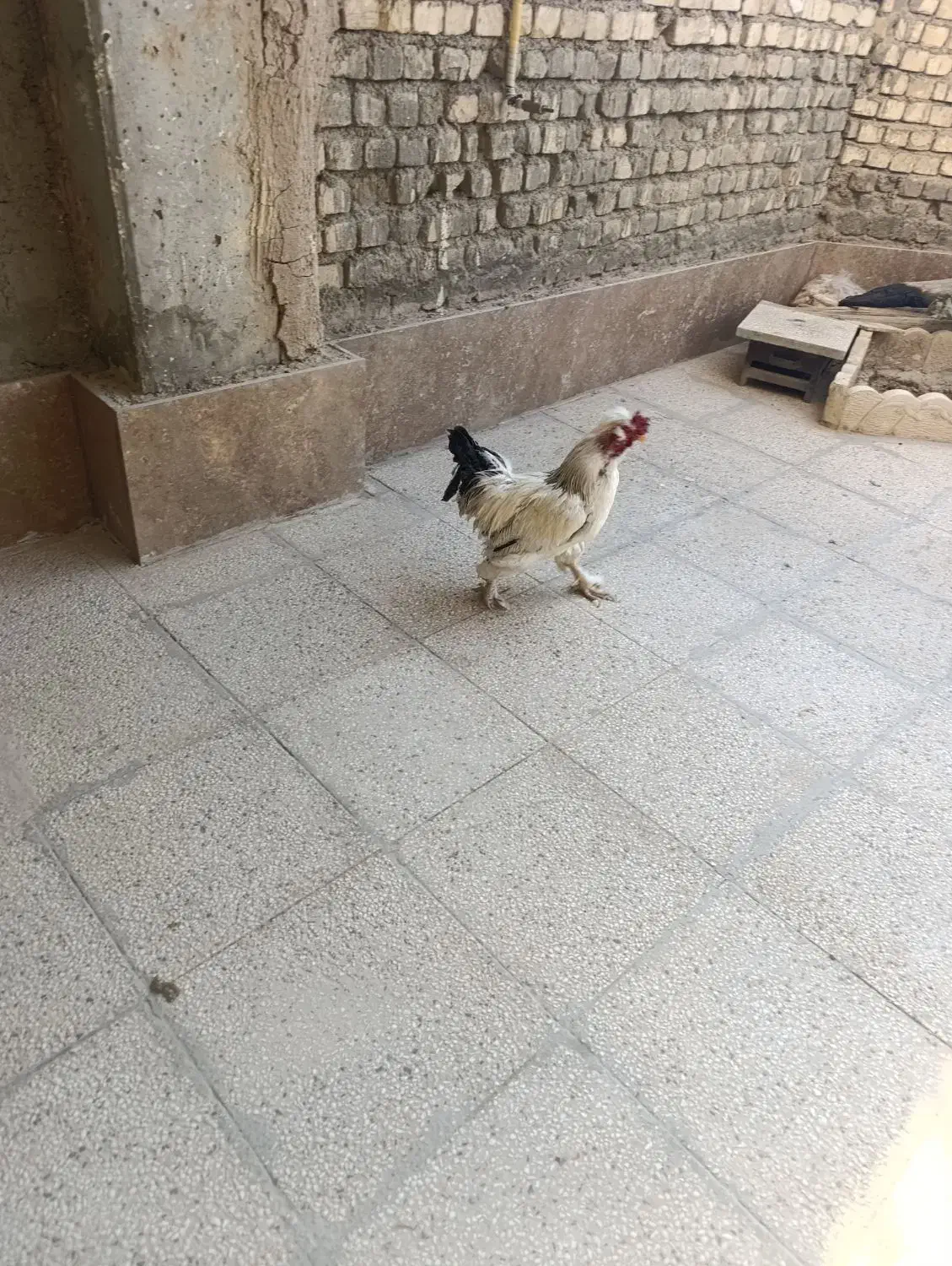 خروس برهماخونگی جوان یک ساله|حیوانات مزرعه|اصفهان, ارداجی|دیوار