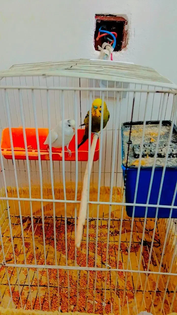 650000|پرنده|هشتگرد, سعید آباد|دیوار