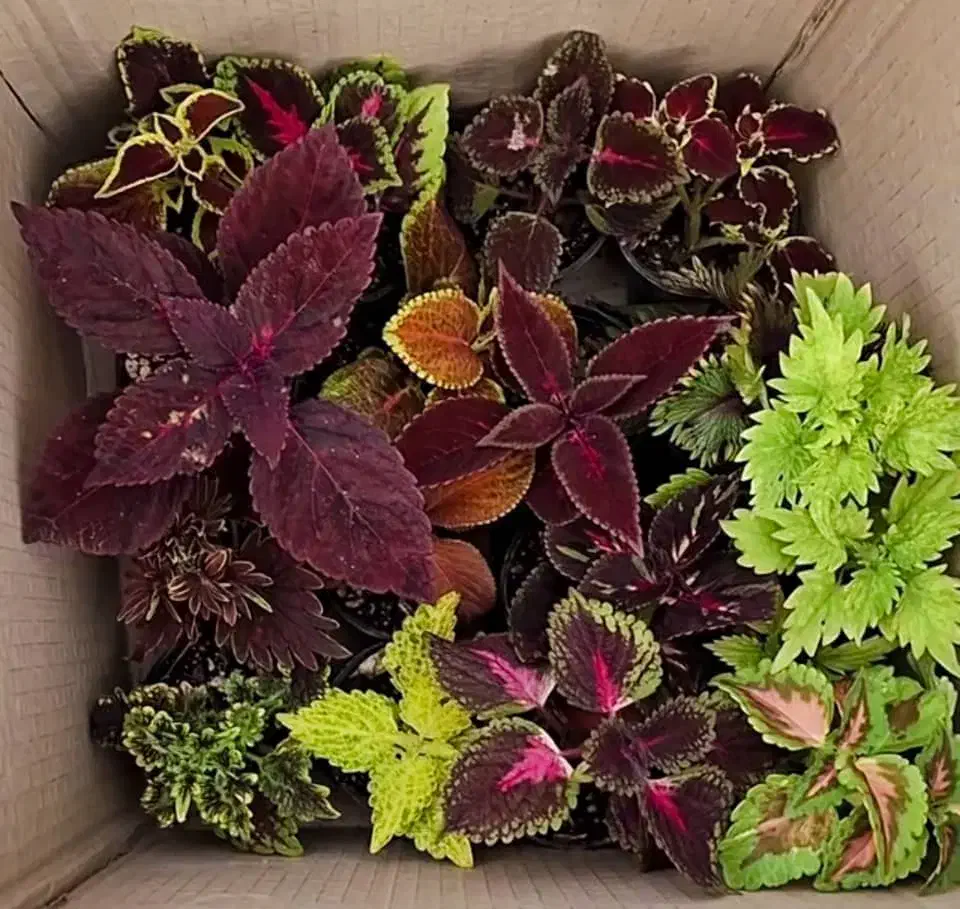 حسن یوسف زیبا|گل و گیاه طبیعی|تهران, اکباتان|دیوار