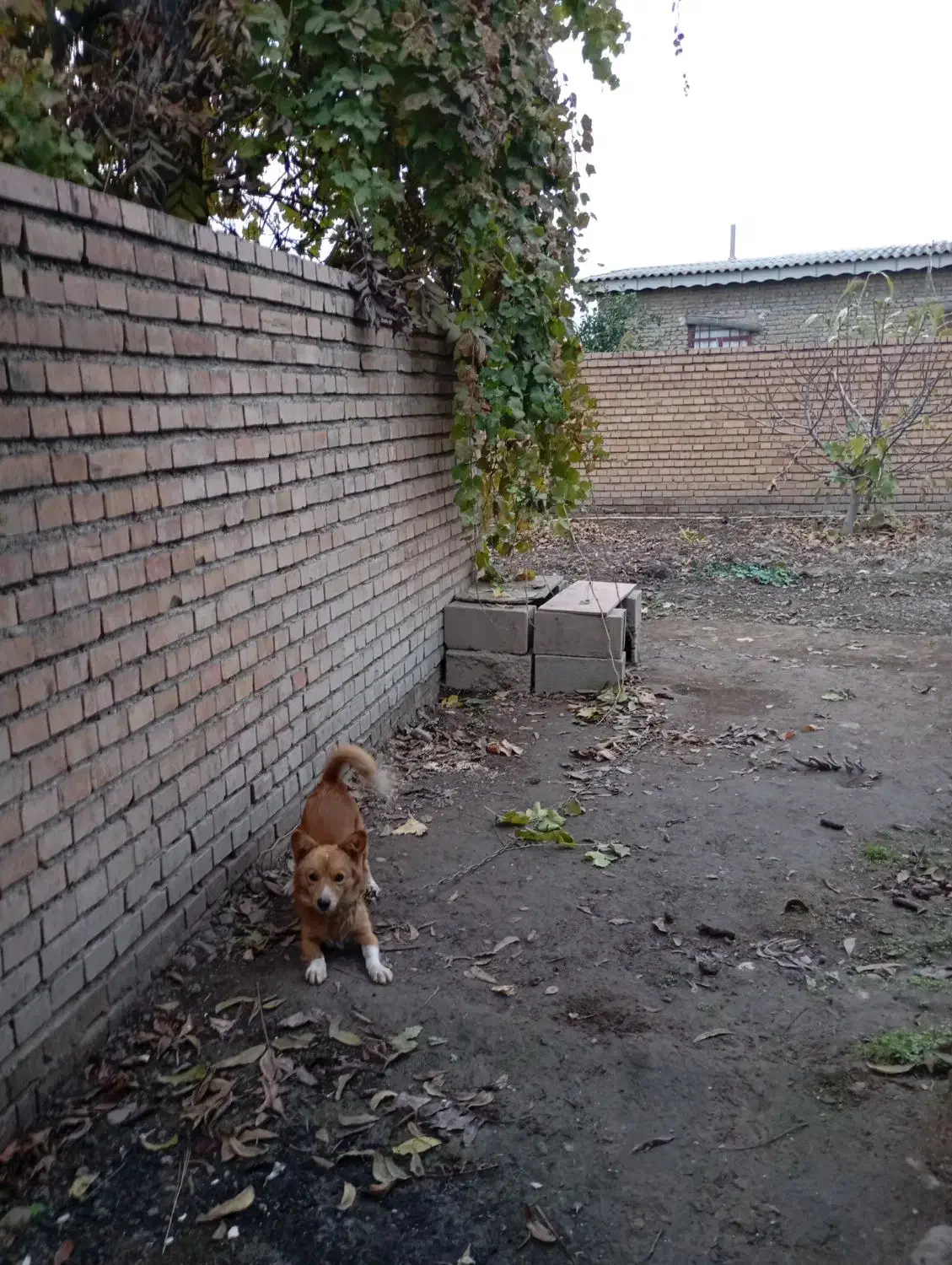 سگ پاکوتاه|سگ|گنبد کاووس, |دیوار