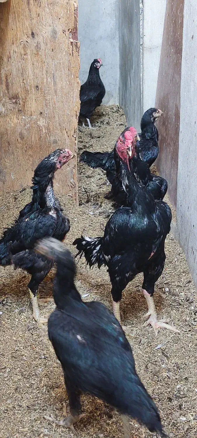 مرغ وخروس اوشامووارداتی وتخم انها|حیوانات مزرعه|آسارا, |دیوار